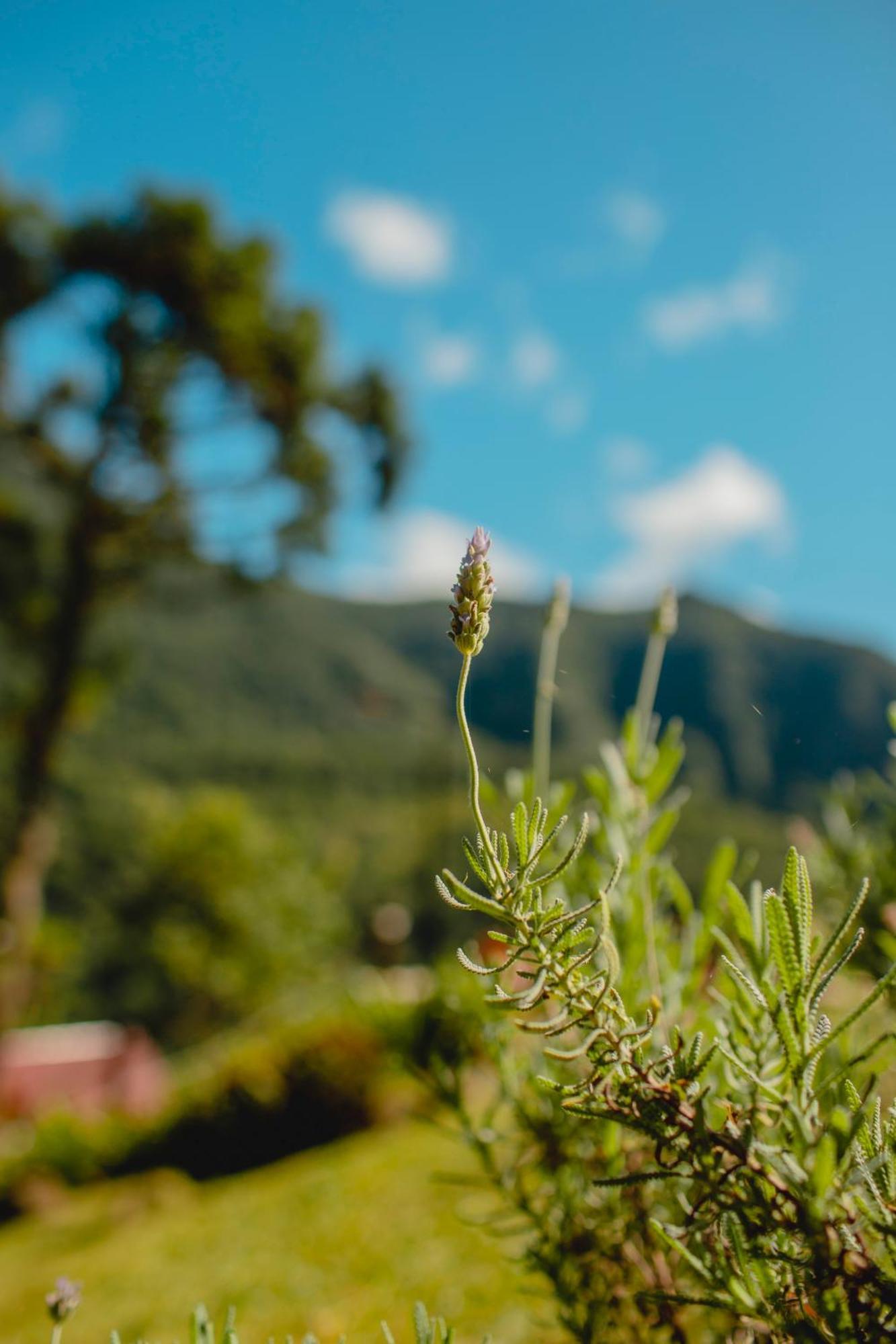 Bugio Da Serra Inn Novo Horizonte (Santa Catarina)