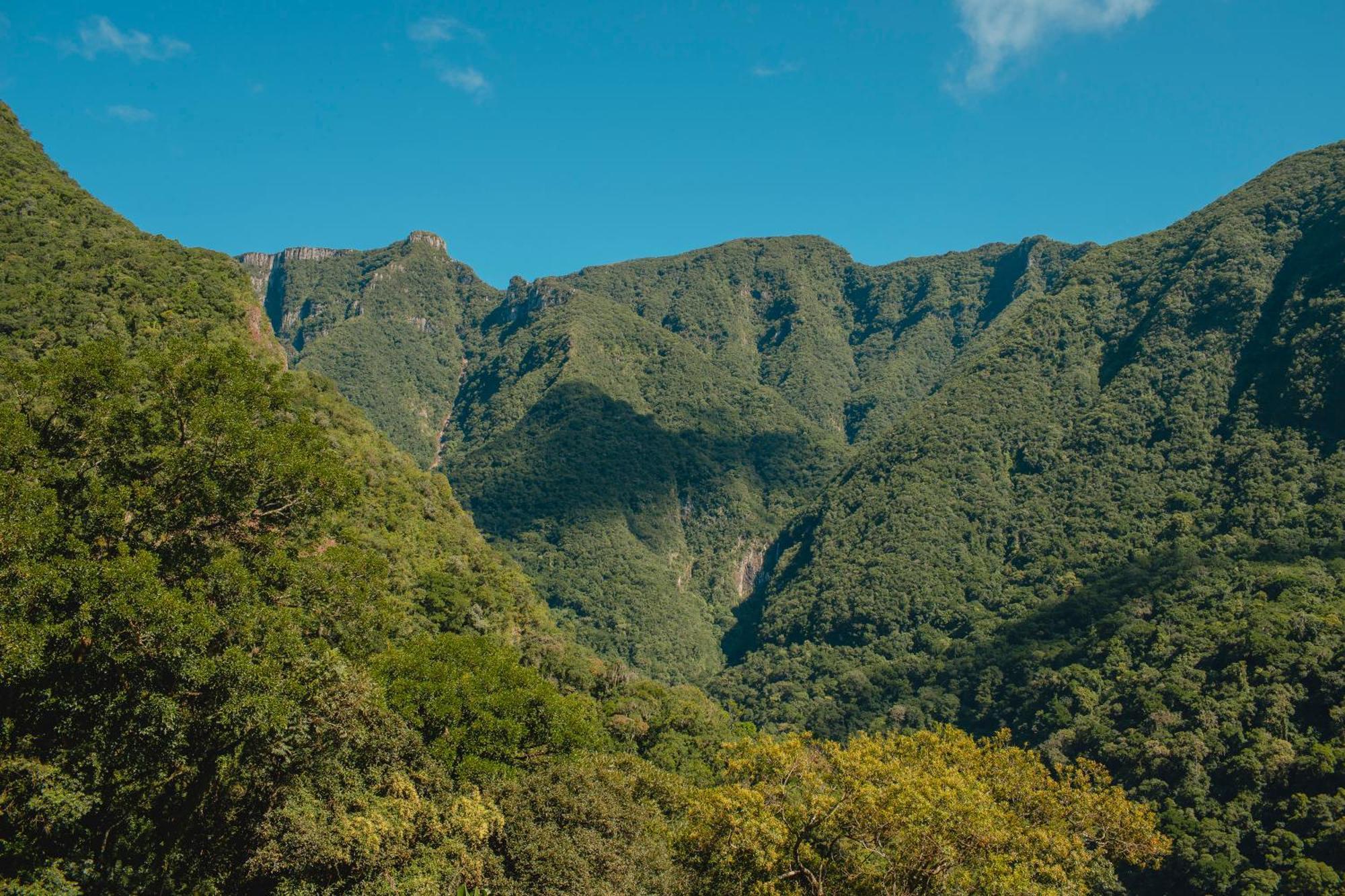 Bugio Da Serra Novo Horizonte (Santa Catarina)
